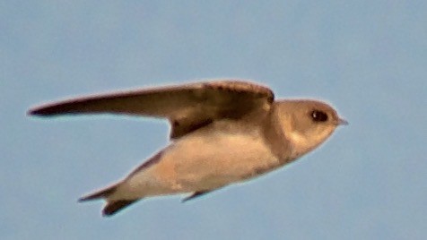 Avión Zapador - ML650709699