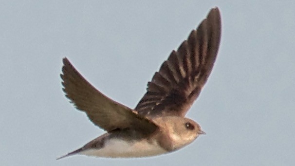 Avión Zapador - ML650709700