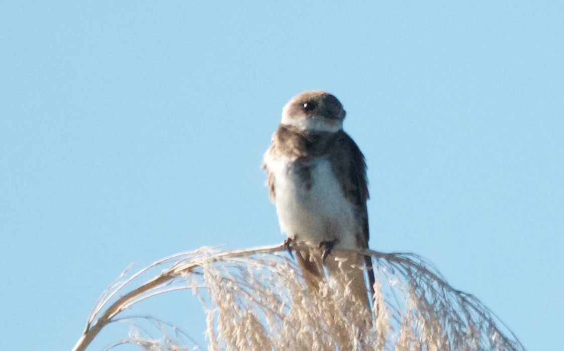 Avión Zapador - ML650709702