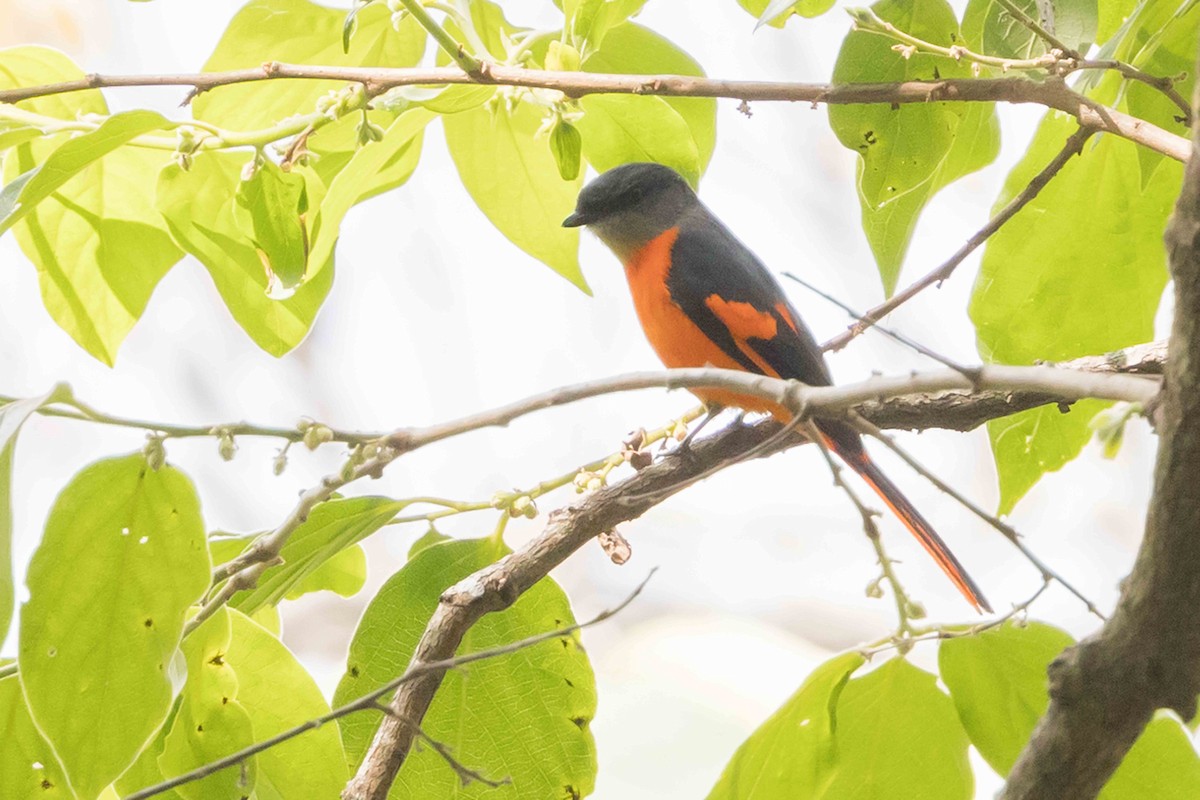 Личинкоїд сірощокий - ML650709959