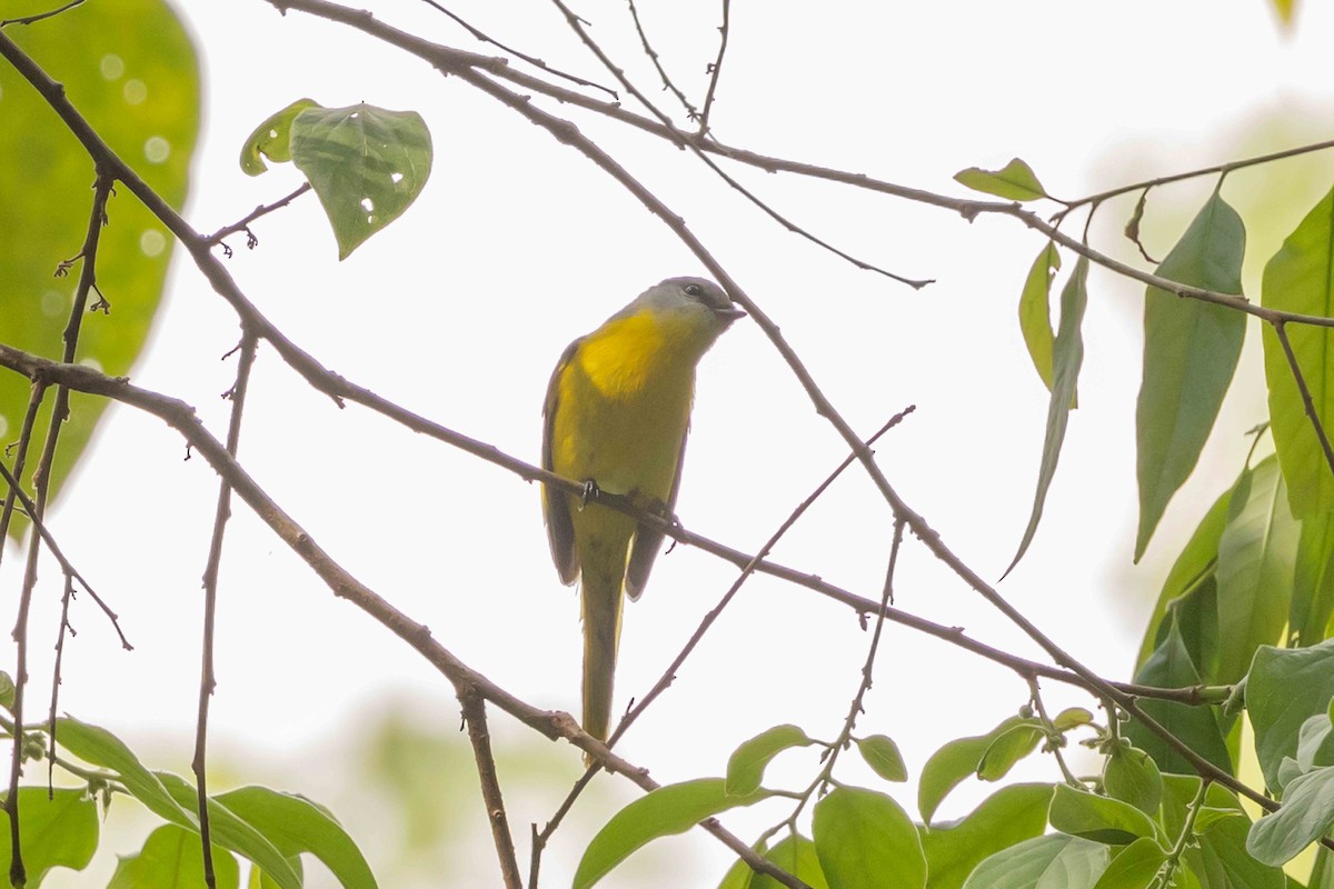 Личинкоїд сірощокий - ML650709970