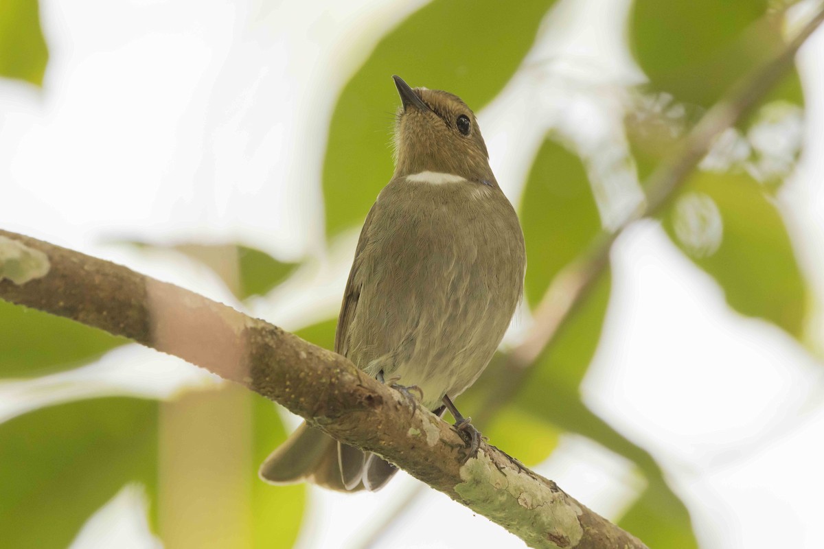 Нільтава рудочерева - ML650709982