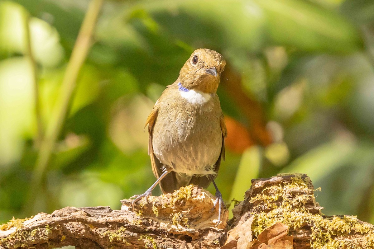 Нільтава рудочерева - ML650709990