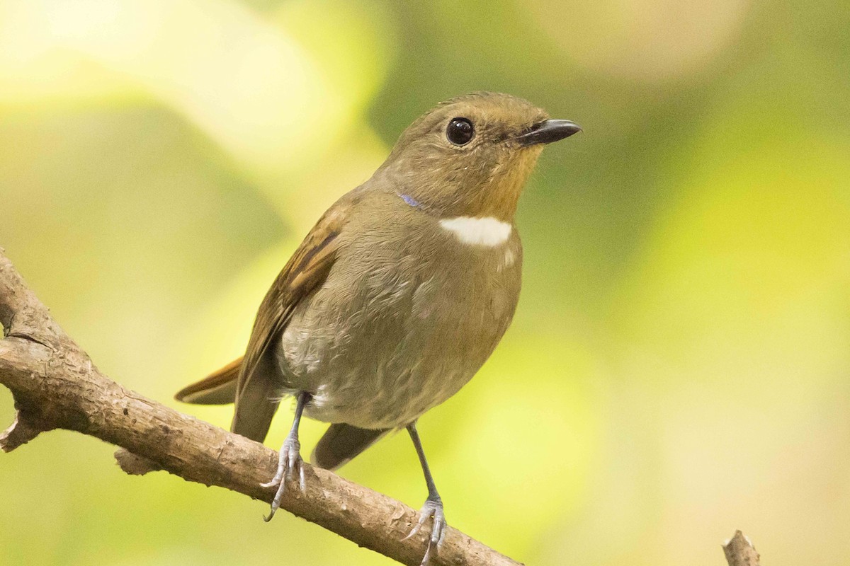 Нільтава рудочерева - ML650709996