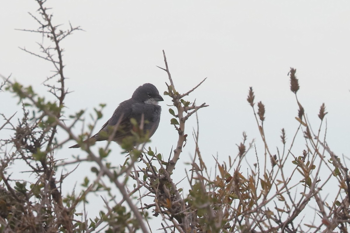 Diuca gris - ML650710394