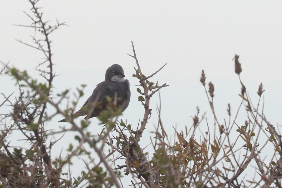 Diuca gris - ML650710395