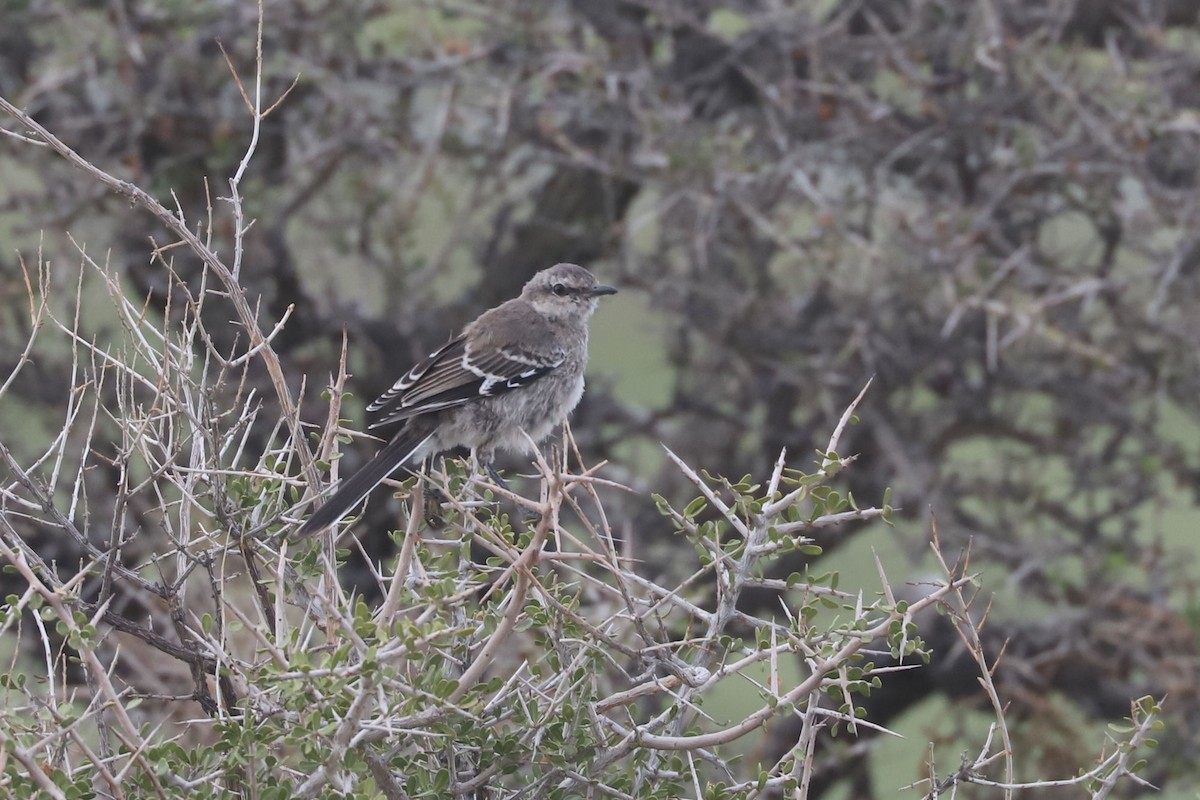 Moqueur de Patagonie - ML650710412