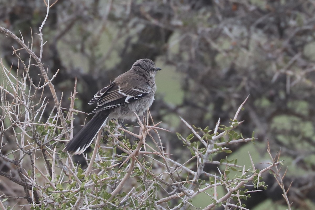 Moqueur de Patagonie - ML650710413