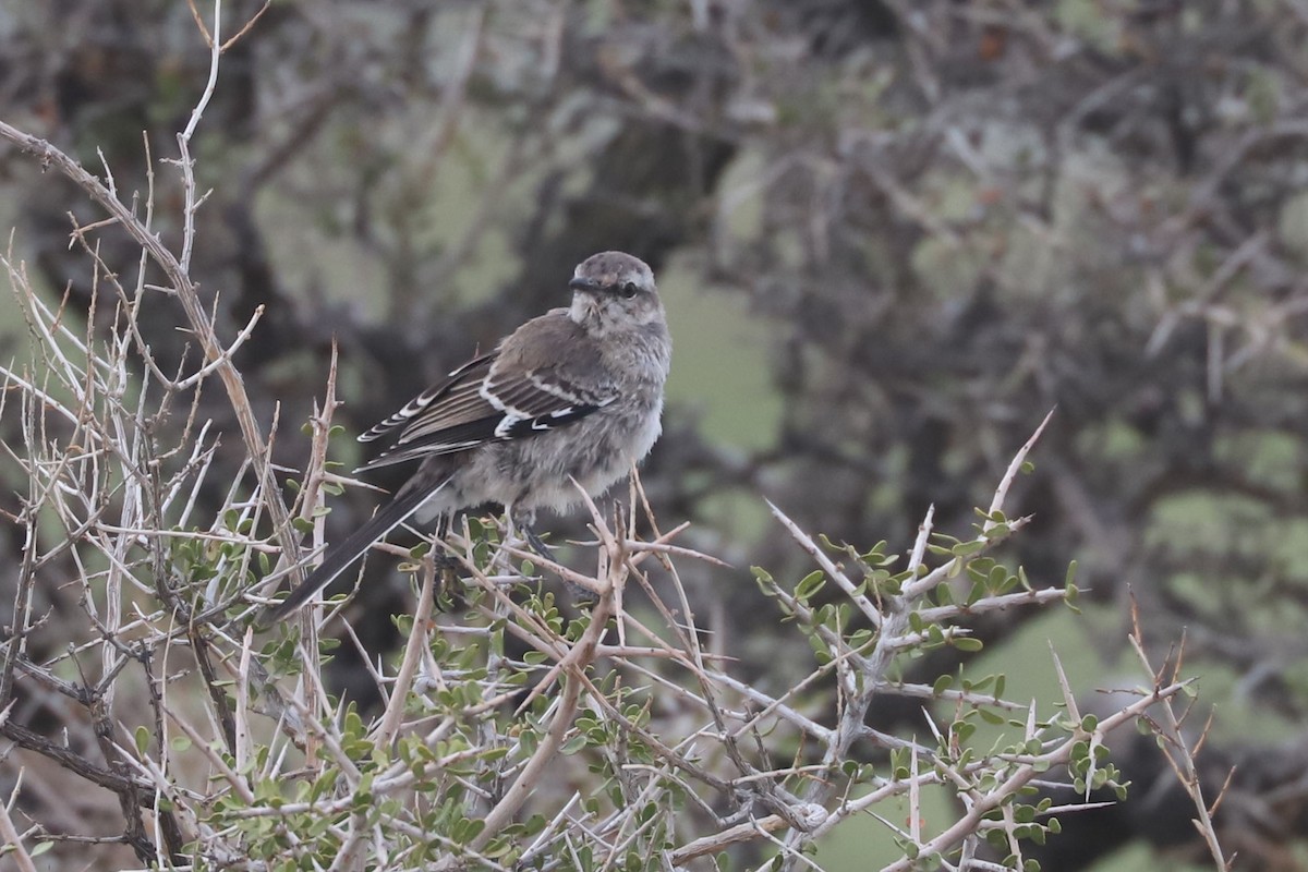 Moqueur de Patagonie - ML650710414
