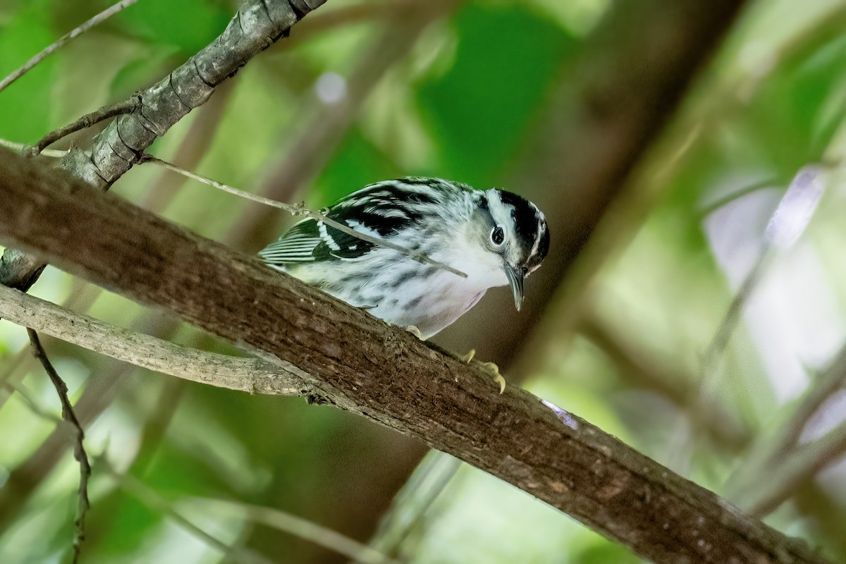 Black-and-white Warbler - ML650710895