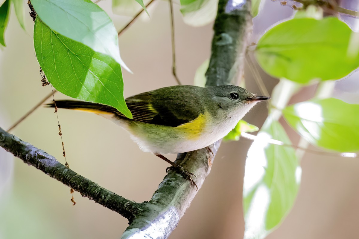 American Redstart - ML650710899