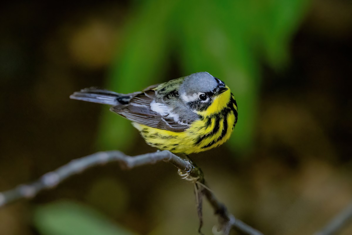 Magnolia Warbler - ML650710908