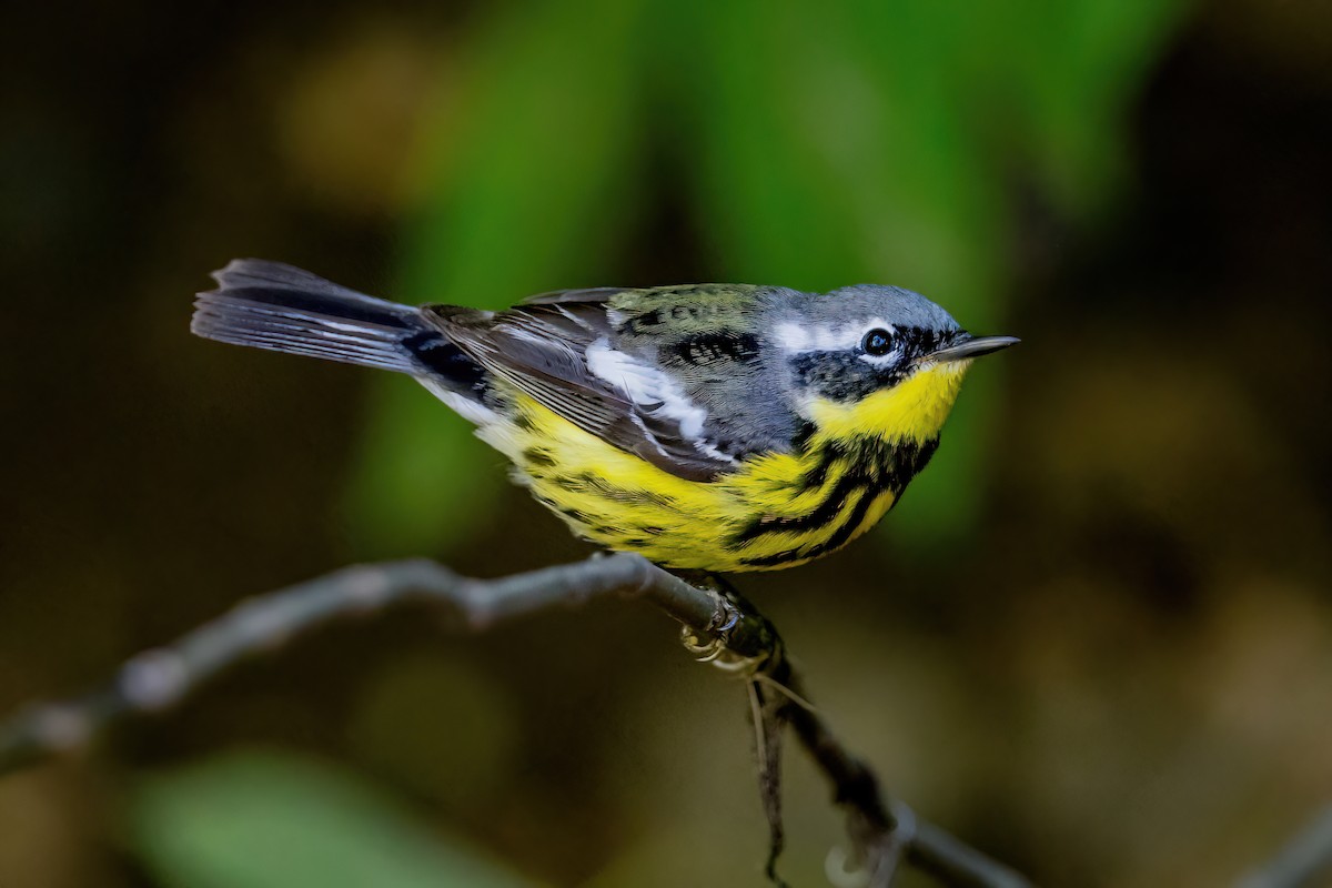 Magnolia Warbler - ML650710909