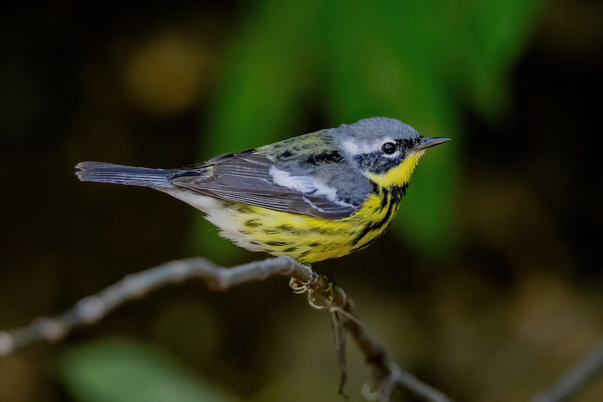 Magnolia Warbler - ML650710910
