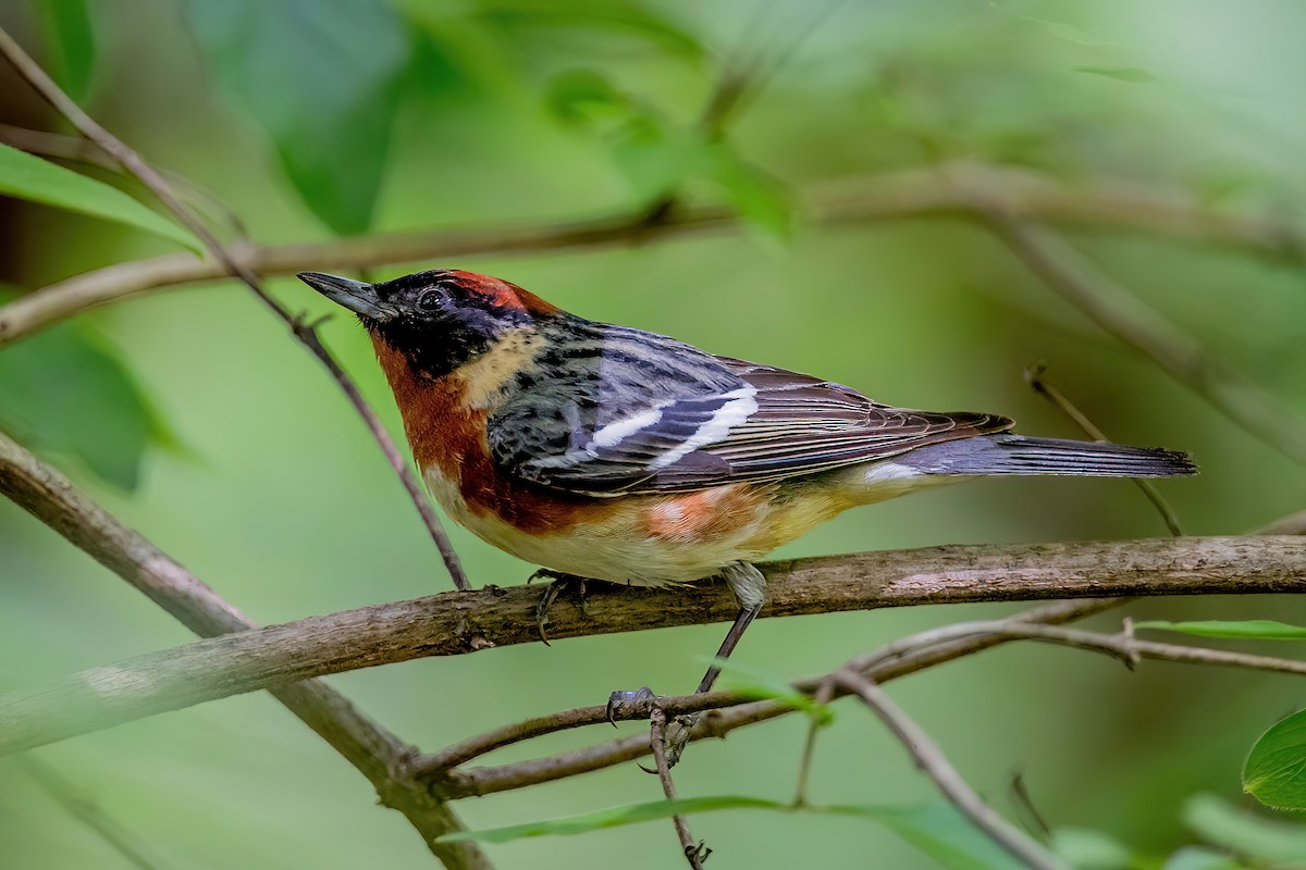 Bay-breasted Warbler - ML650710925