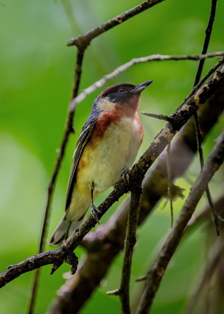 Bay-breasted Warbler - ML650710926