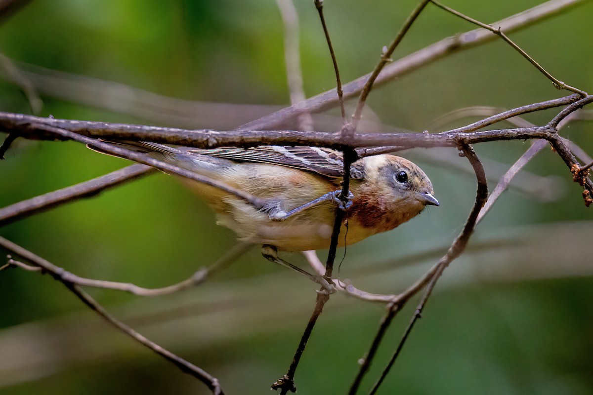 Bay-breasted Warbler - ML650710927