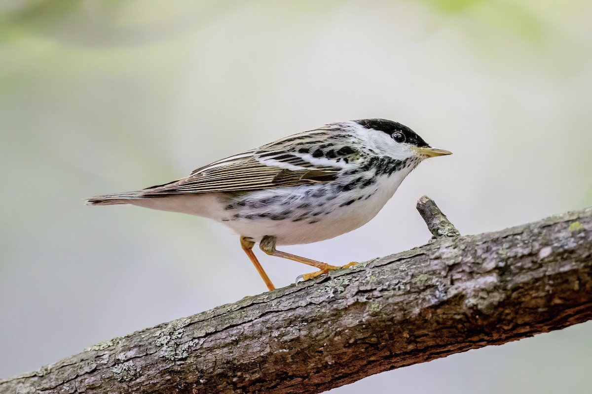 Blackpoll Warbler - ML650710932
