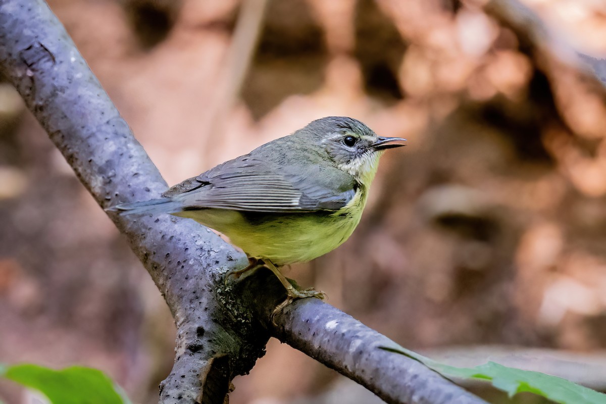 Black-throated Blue Warbler - ML650710939