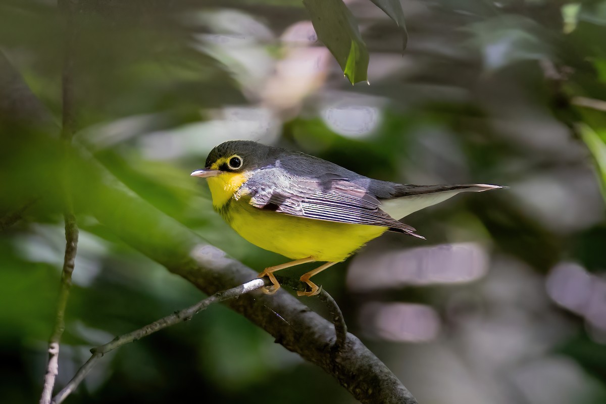 Canada Warbler - ML650710952