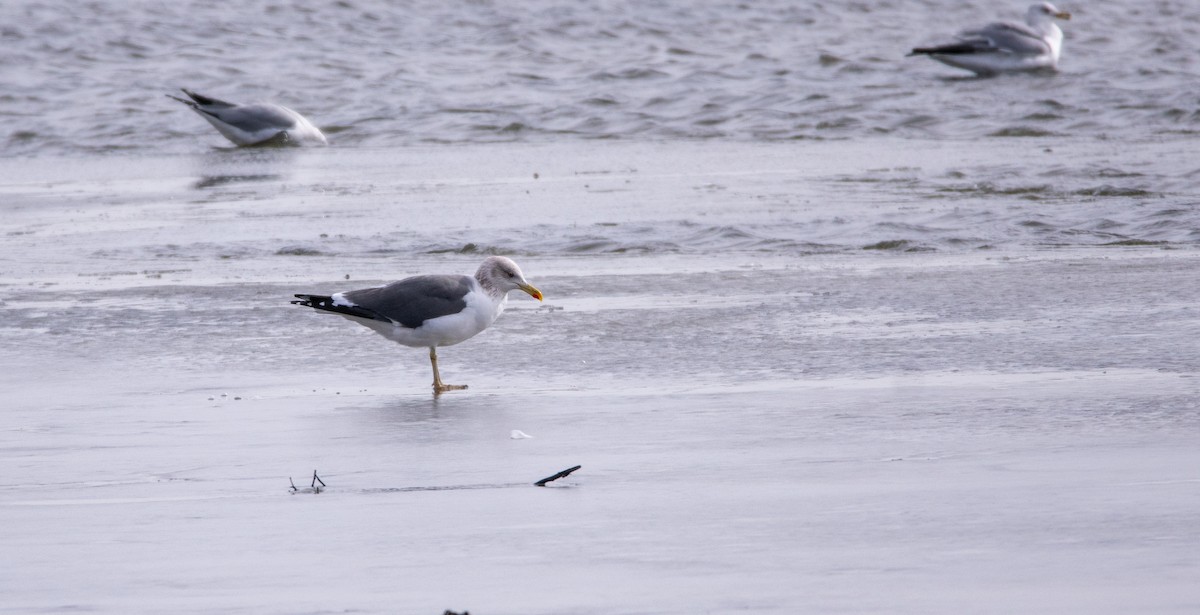 Zafferano - ML650711044