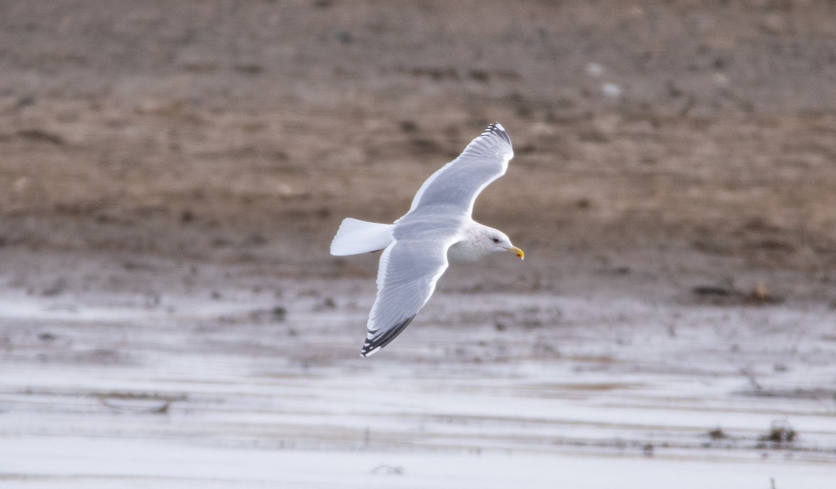 Iceland Gull (Thayer's) - ML650711055
