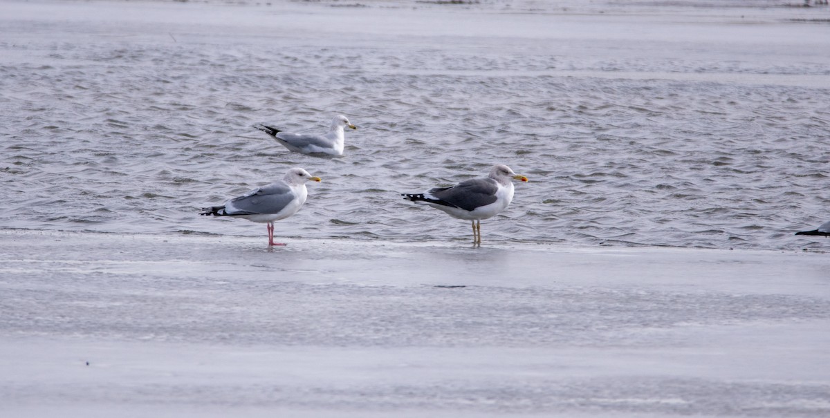 Iceland Gull (Thayer's) - ML650711057