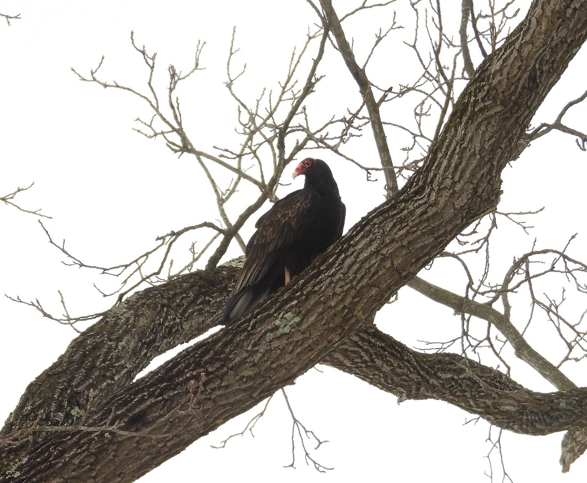 Turkey Vulture - ML650711149