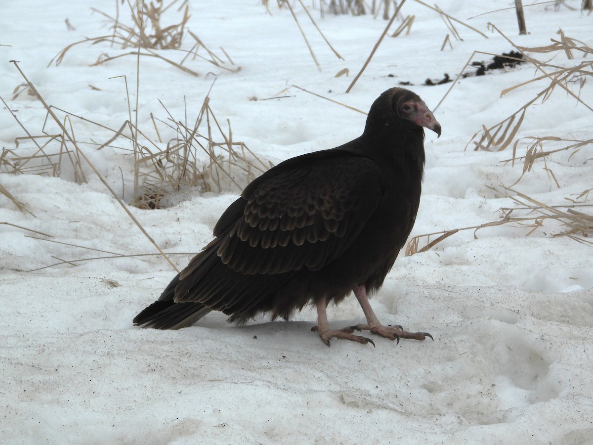 Turkey Vulture - ML650711151