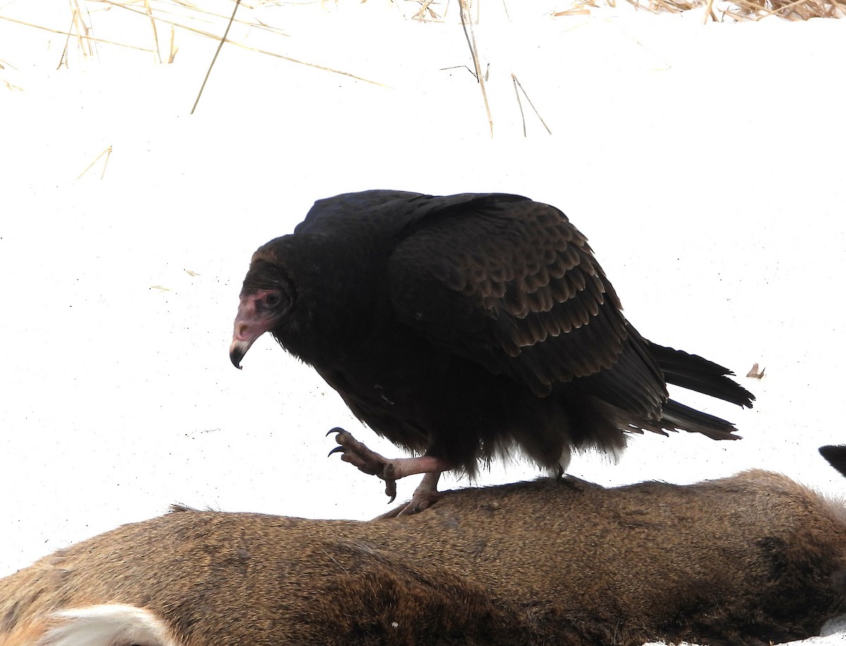 Turkey Vulture - ML650711161