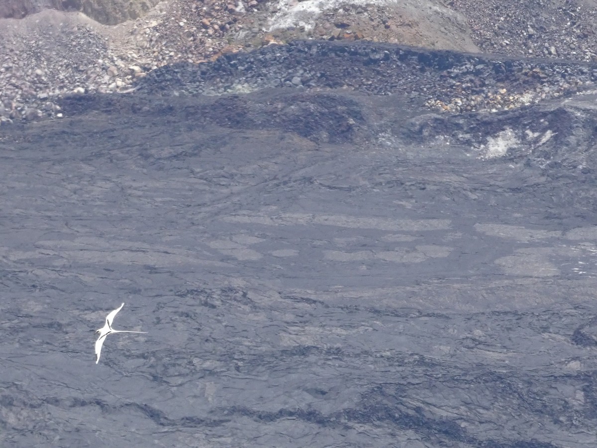 småtropikkfugl - ML650711355