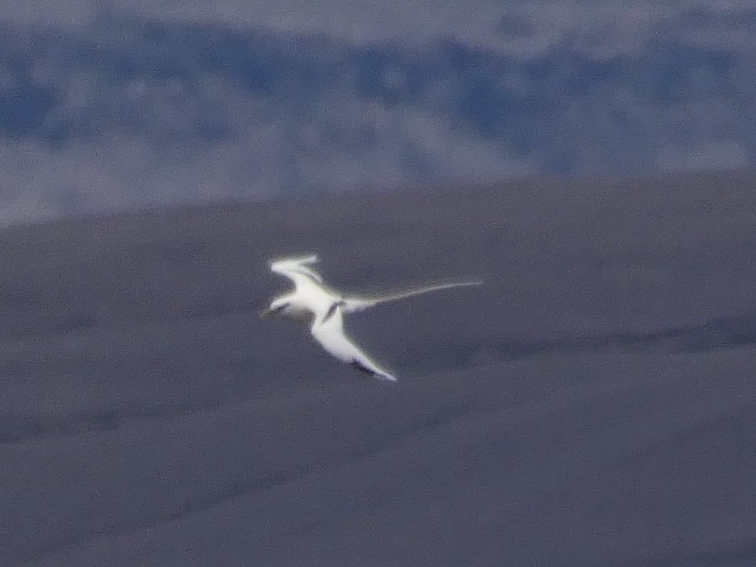 småtropikkfugl - ML650711434