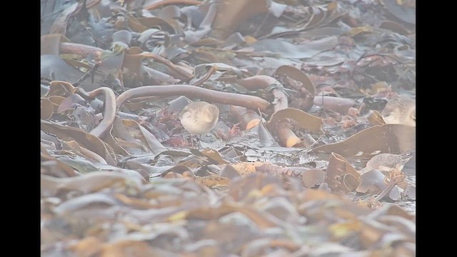 Малый песочник - ML650711547