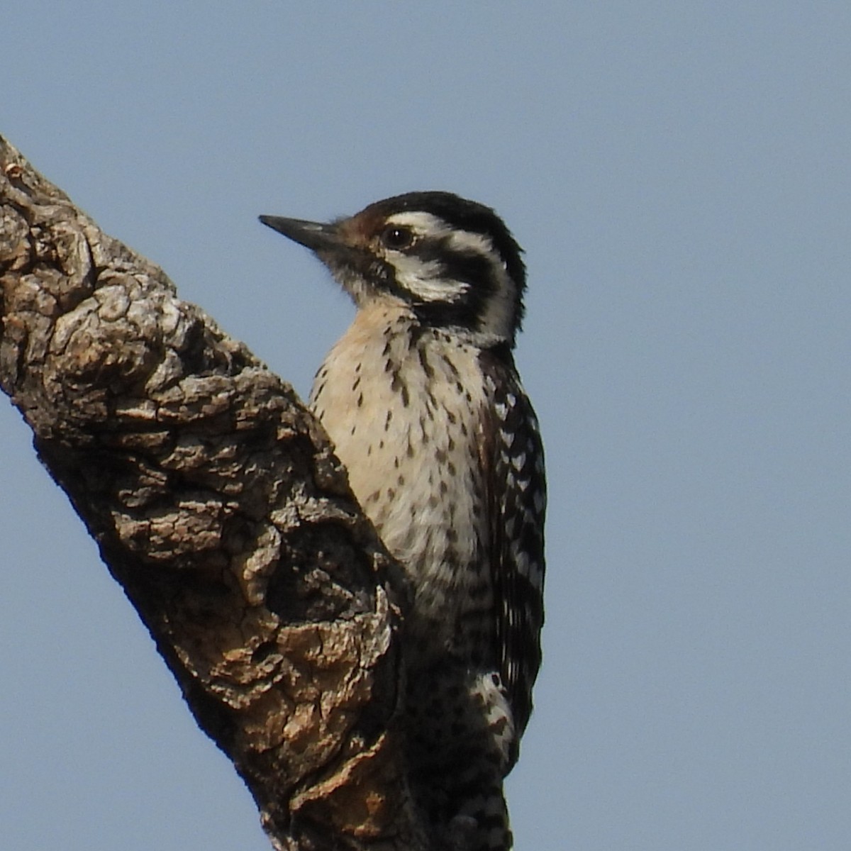 Ladder-backed Woodpecker - ML650711796