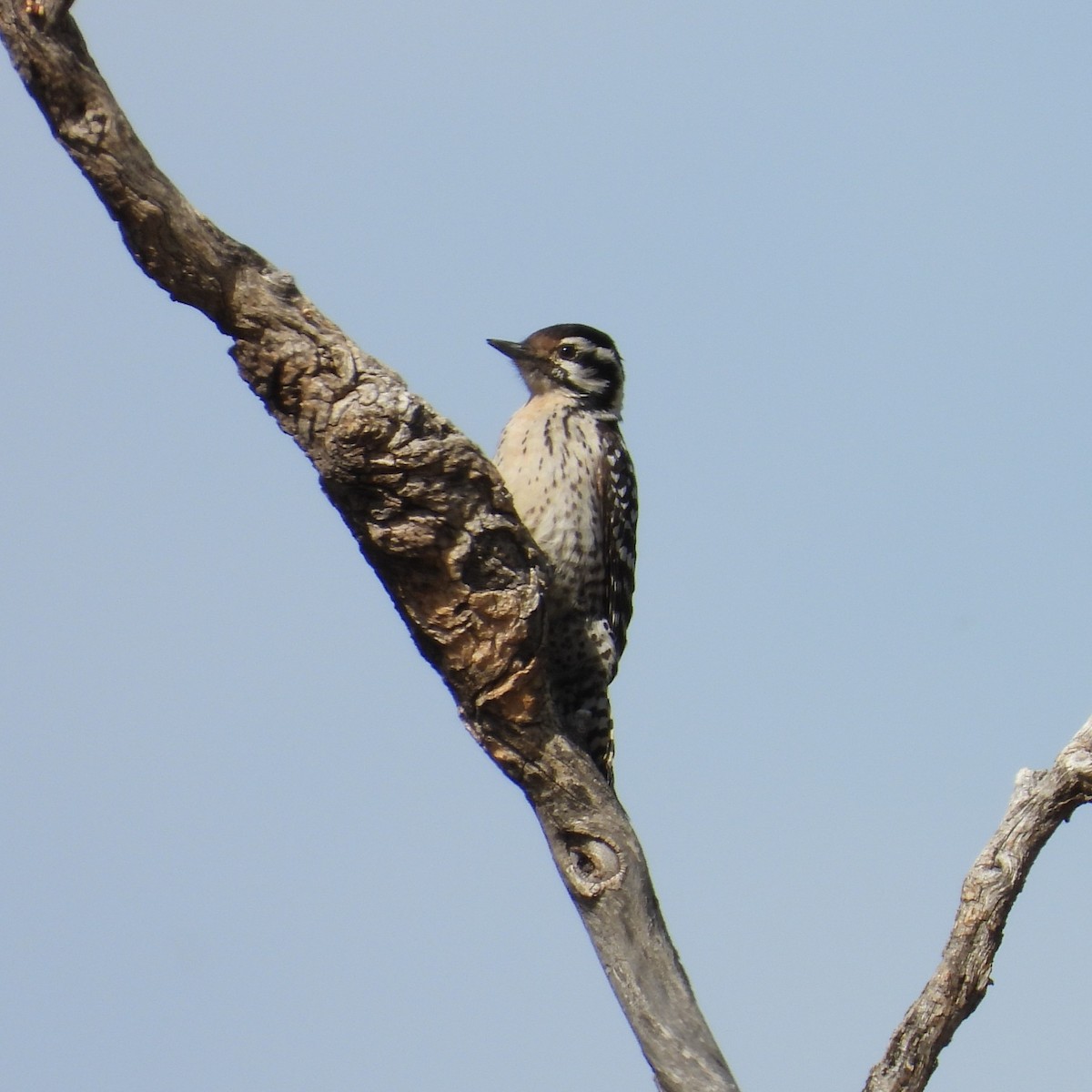 Ladder-backed Woodpecker - ML650711797