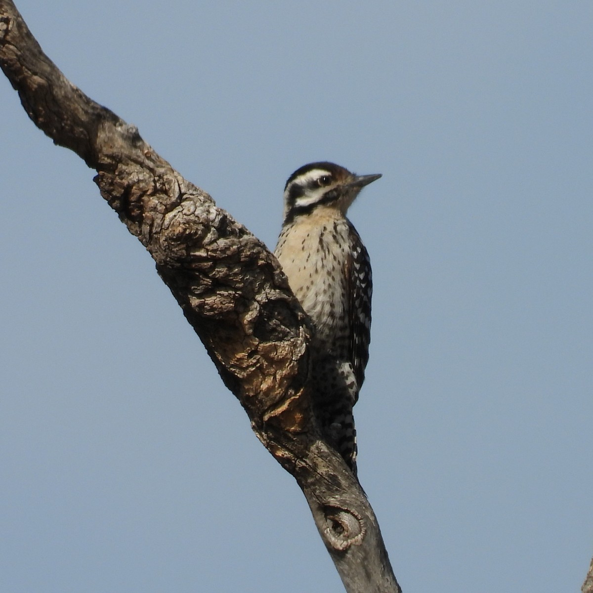 Ladder-backed Woodpecker - ML650711798