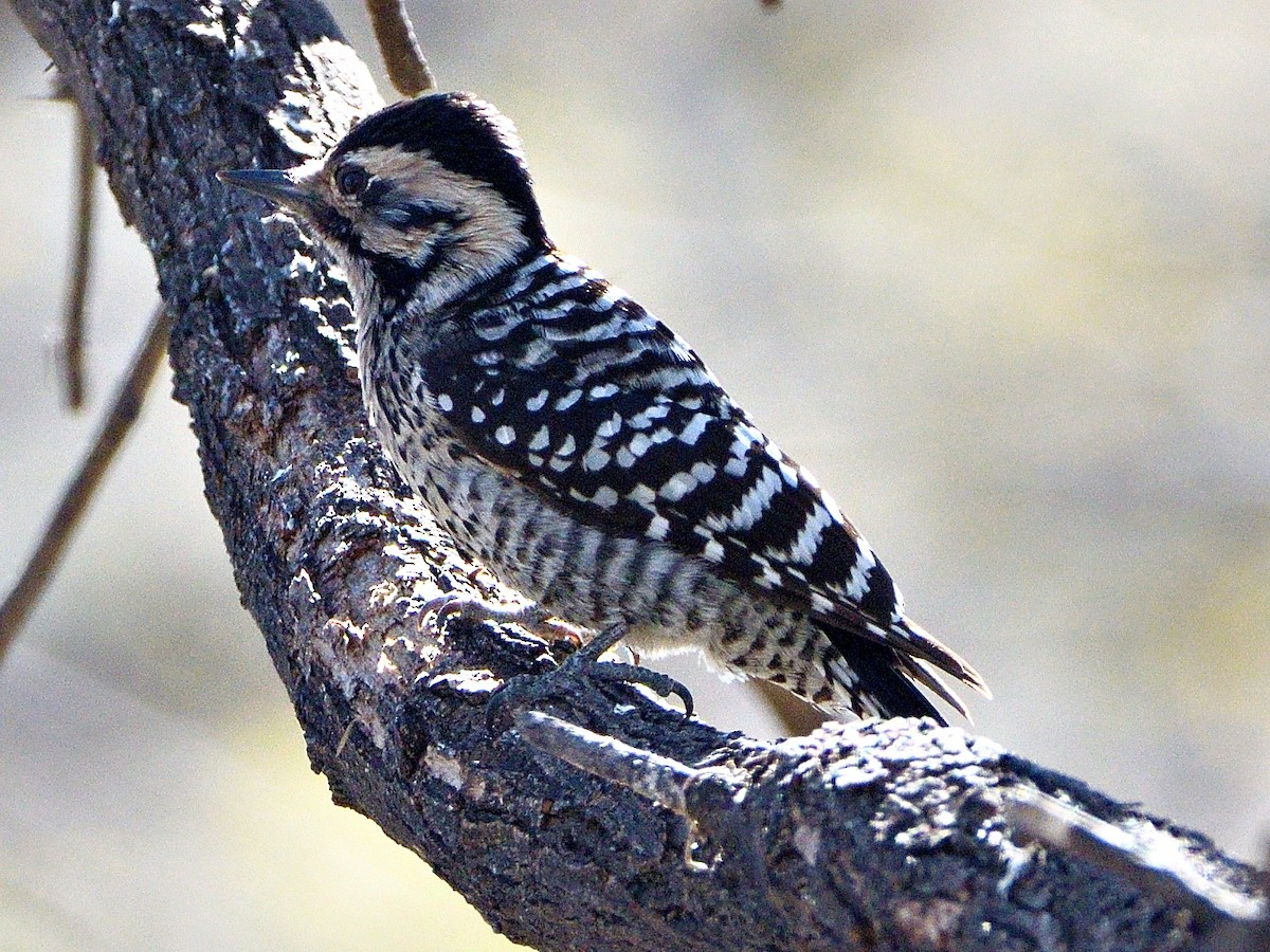 Ladder-backed Woodpecker - ML650711966