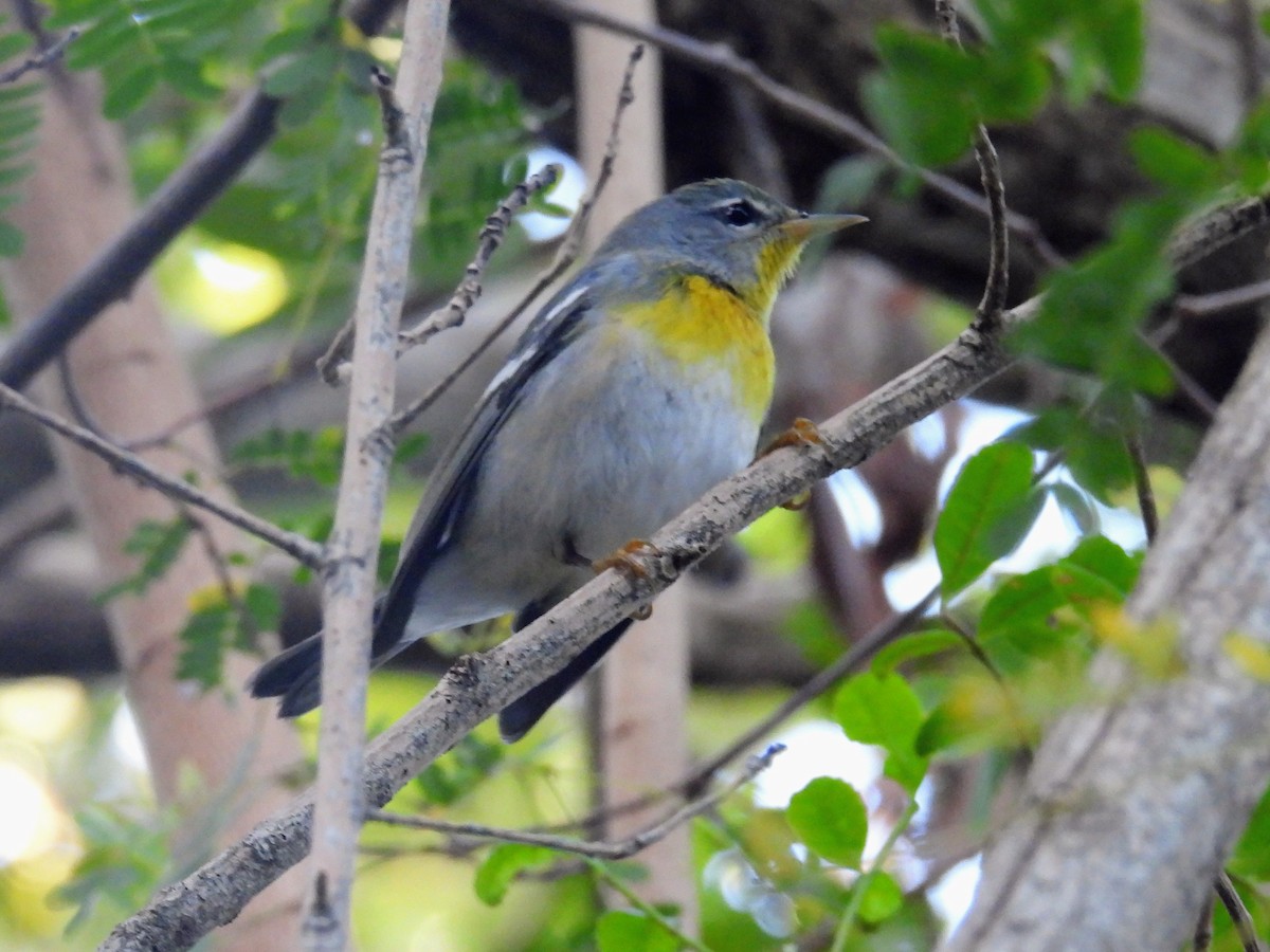 Northern Parula - ML650711969