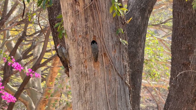 kardinalspett - ML650712169