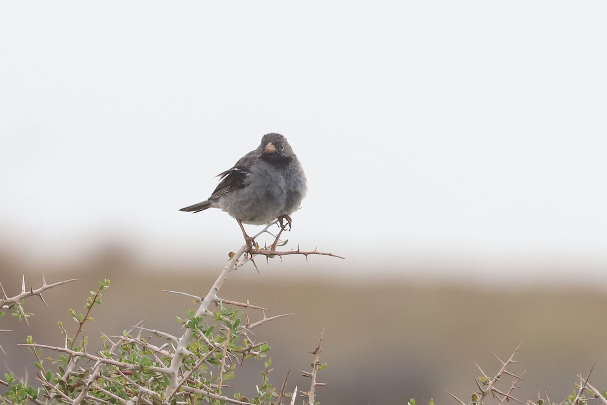 Incaspize petit-deuil - ML650712473