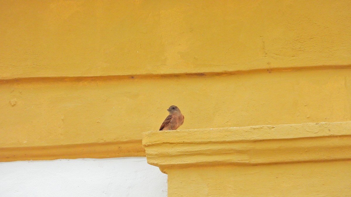 Cliff Flycatcher - ML650712600