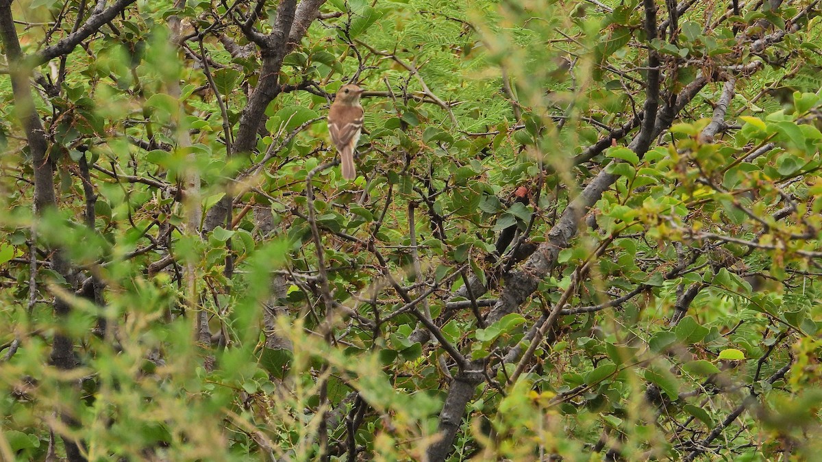 Bran-colored Flycatcher - ML650712607