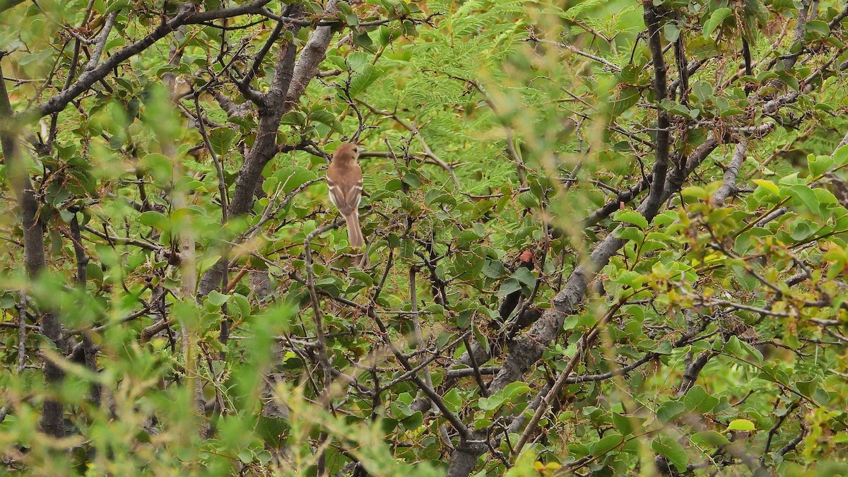 Bran-colored Flycatcher - ML650712608