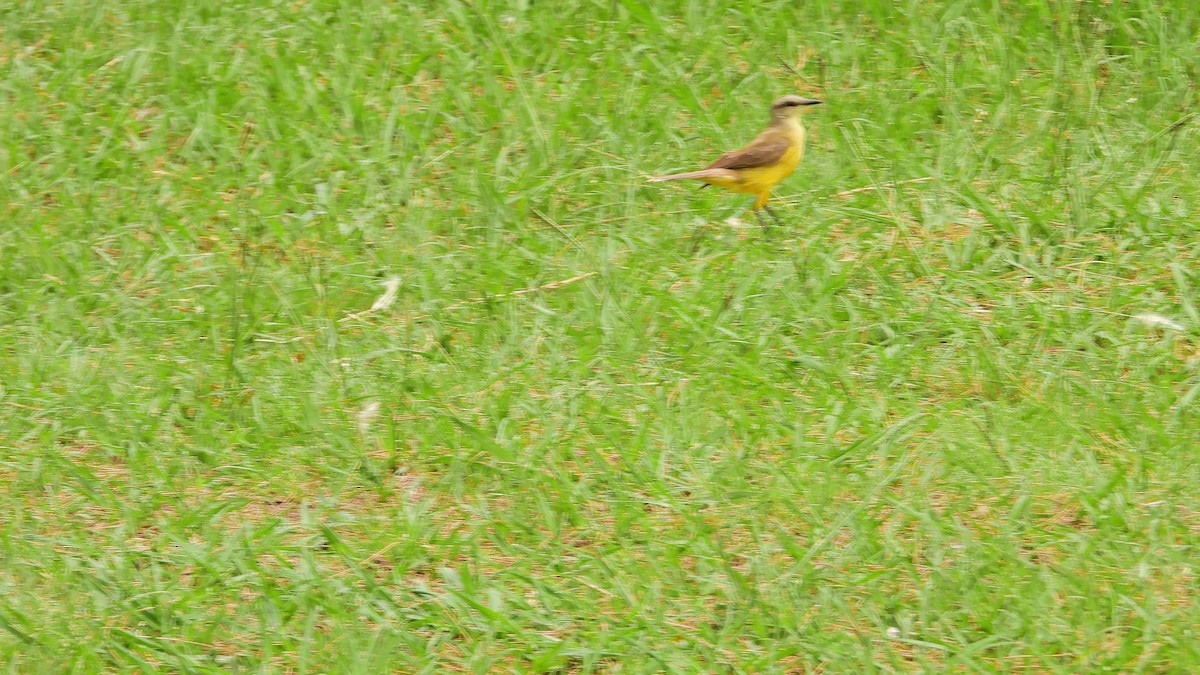 Cattle Tyrant - ML650712615