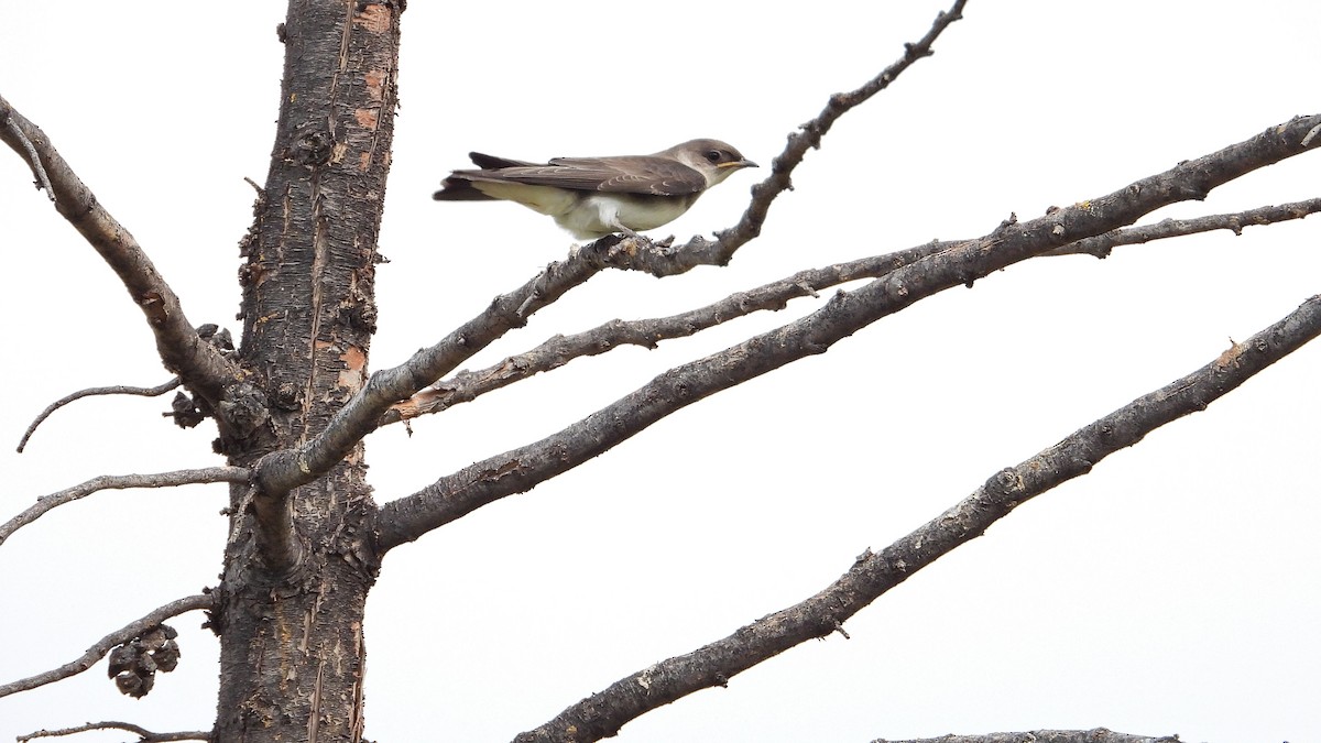 jiřička hnědoprsá - ML650712648