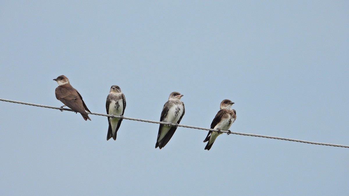 jiřička hnědoprsá - ML650712649