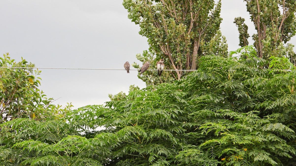 jiřička hnědoprsá - ML650712650