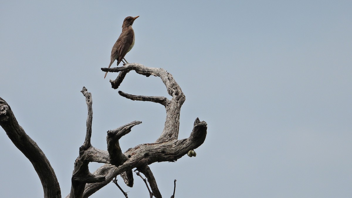 drozd krémovobřichý - ML650712669