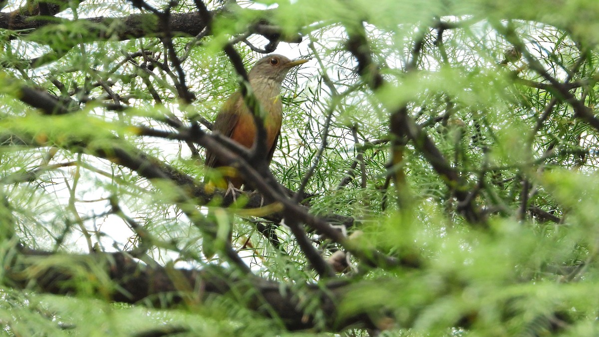 drozd rezavobřichý - ML650712678