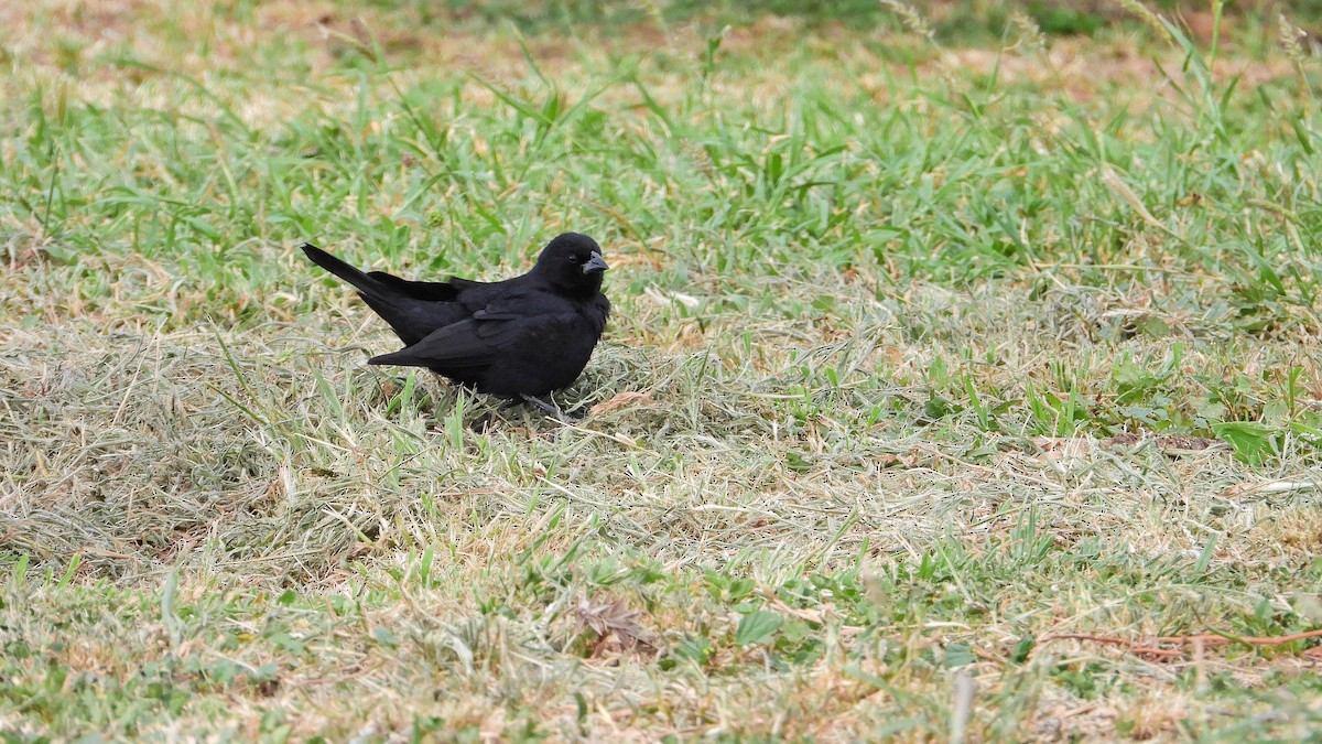 Screaming Cowbird - ML650712700